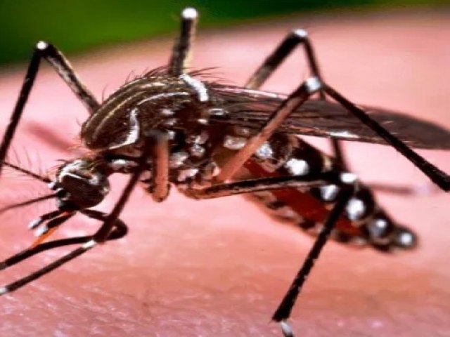 Sade alerta sobre o aumento de casos notificados de dengue