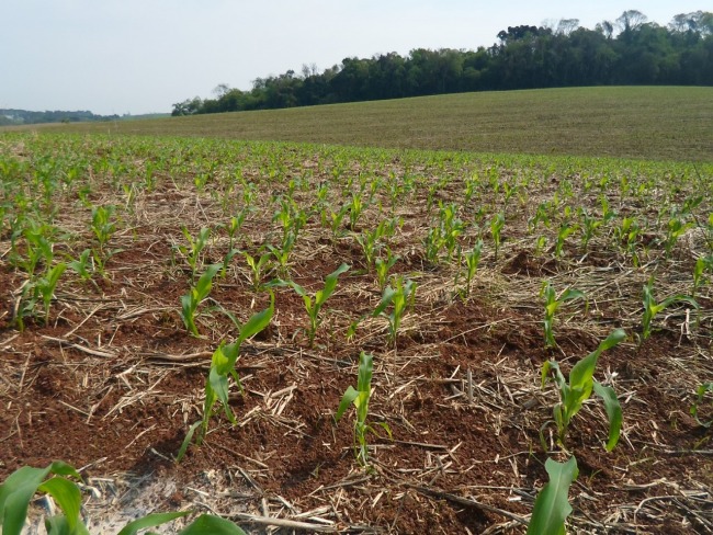 Agricultores aproveitam boas condies do clima para avanar plantio do milho