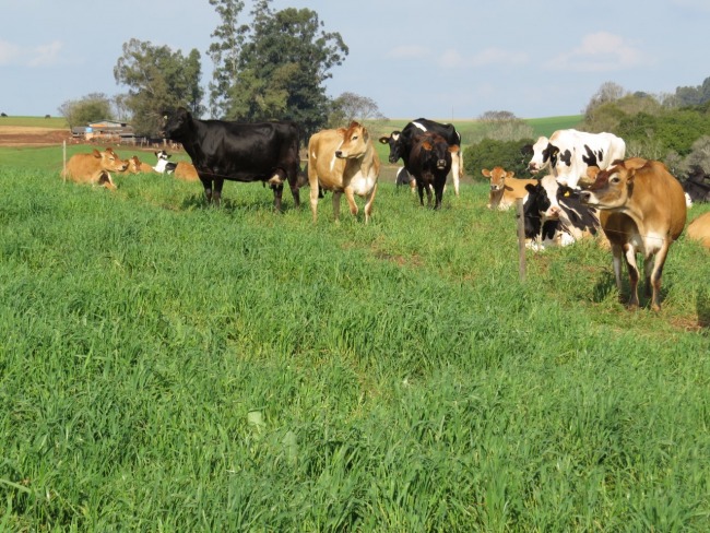 Espaço Agrícola - Maior oferta de leite provoca queda dos preços e preocupa produtores gaúchos 