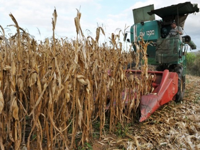 Colheita do milho chega aos 50% das lavouras no RS e Soja 6%