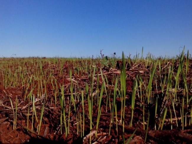 Espaço Agrícola:   Umidade no solo atrasa plantio do trigo