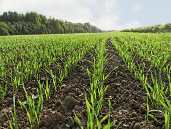 Semeadura do trigo atinge 88% da área prevista para esta safra no RS