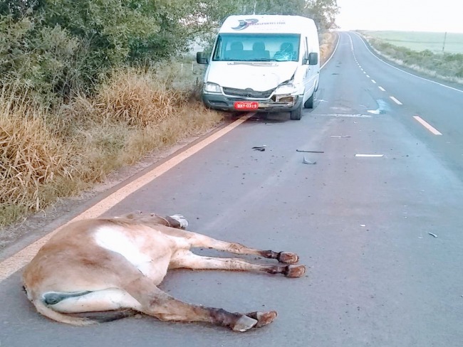 Animal solto na rodovia provoca acidente 