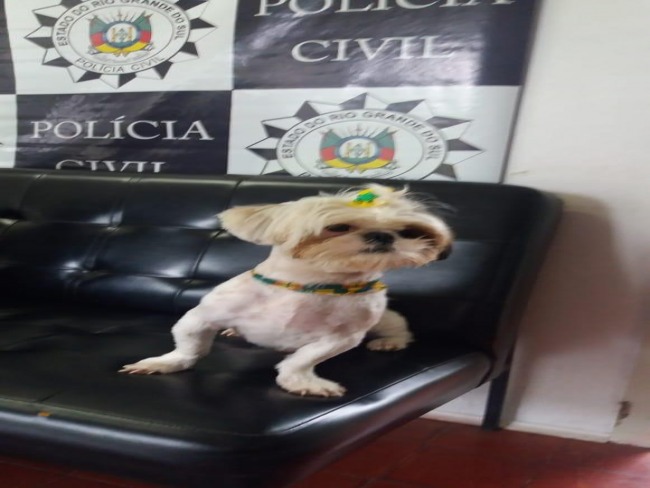 Polícia Civil  recupera, em Júlio de Castilhos, cachorro furtado em Tupanciretã 