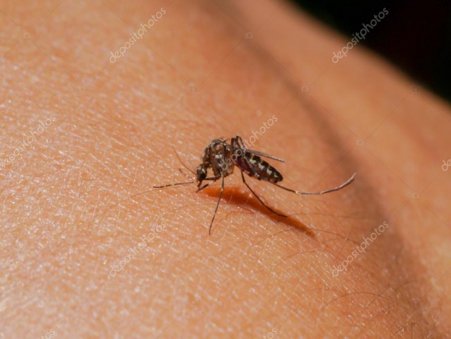 Tupanciretã tem primeiro caso positivo de dengue 