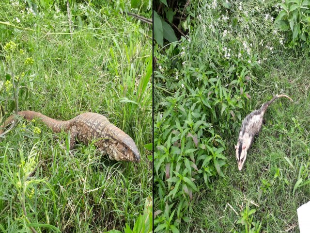 UBVT resgata animais silvestres na rea urbana