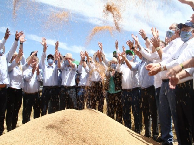 Colheita do Trigo inicia com expectativa para ser uma das maiores da histria do Estado 