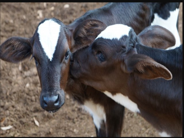 Vacinao contra brucelose em bovinos acontece entre 16/11 e 8/12 em Tupanciret