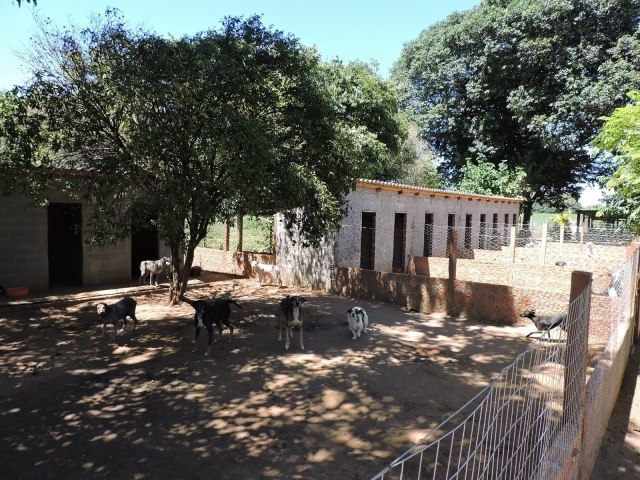 Sobrecarregada, Adat segue atendendo os animais de rua