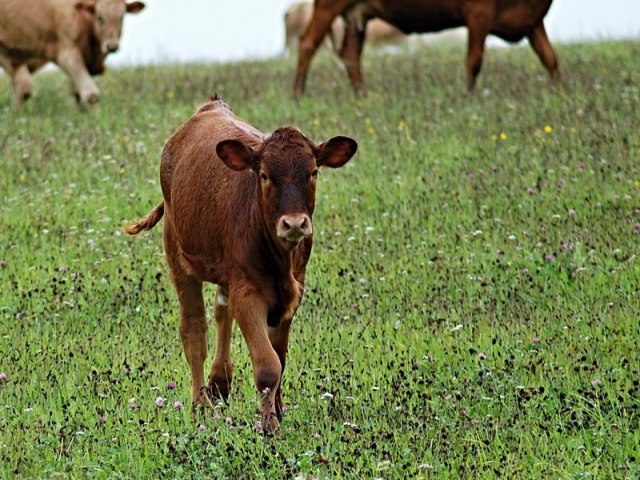 Caso de doena da vaca louca registrado no Par no apresenta risco de transmisso