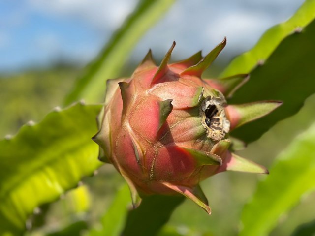 Produtor de pitaya, Afif Jawabri, explica sobre cultivo, manejo e comercializao da fruta no Brasil