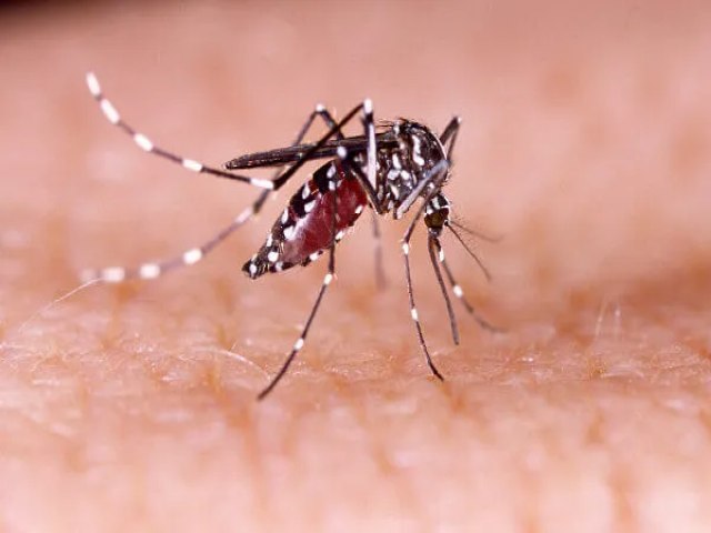 RS contabiliza quatro bitos por dengue este ano  