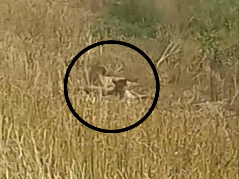 Trabalhador rural flagra casal de pumas no interior de Tupanciret