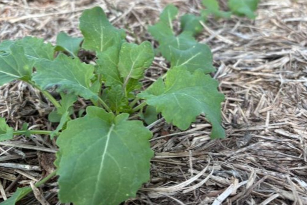 Expectativa de aumento expressivo da �rea impulsiona final da semeadura da canola no RS