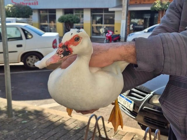 Animal perdido? Pato &eacute; encontrado no Centro de Goioer&ecirc; e AMAA pede ajuda para encontrar o propriet&aacute;rio