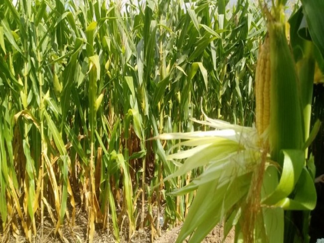 Praticamente metade da safra de milho já está colhida no Rio Grande do Sul
