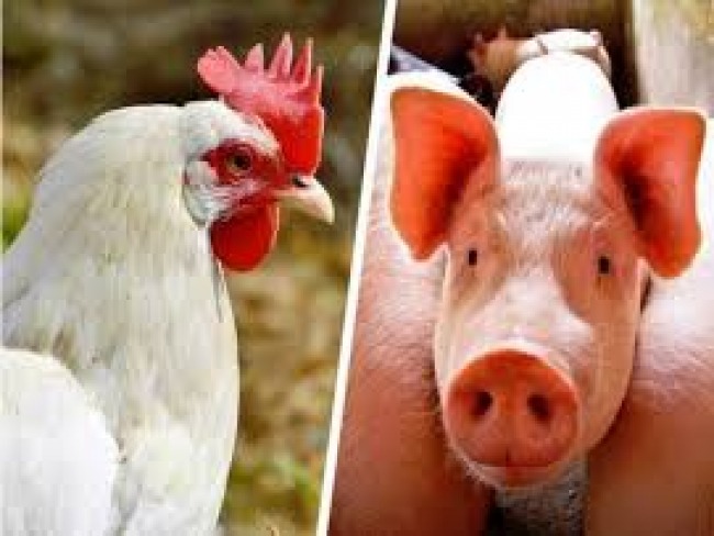 Pela primeira vez, produção global de carne de frango deve ser maior que a de proteína suína