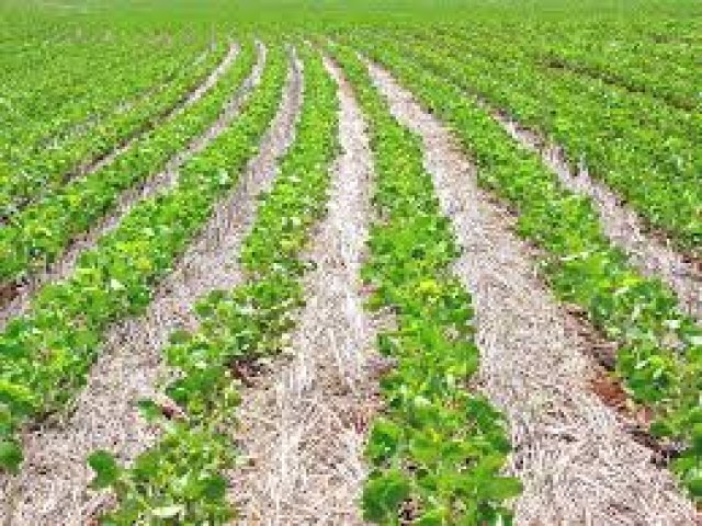 Com ritmo menor, plantio da soja chega a 98% no Rio Grande do Sul