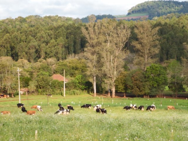  Em seis anos, número de produtores de leite caiu pela metade no Rio Grande do Sul