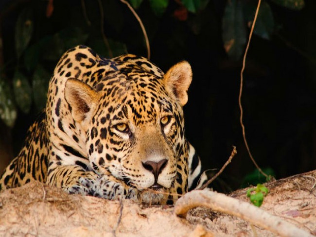 Ona  a vedete do turismo de observao no Pantanal