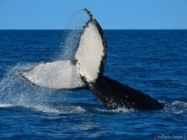 Litoral Norte de So Paulo deve atrair turistas com temporada de baleias