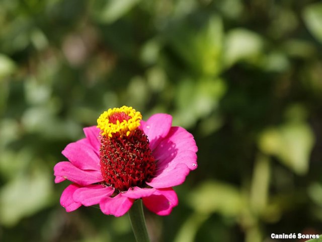 Festival das Flores de Areia celebra chegada da primavera no Brejo da Paraba