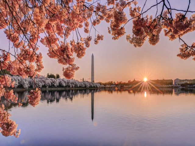 Saiba quando e onde ver a florada das cerejeiras em Washington, DC
