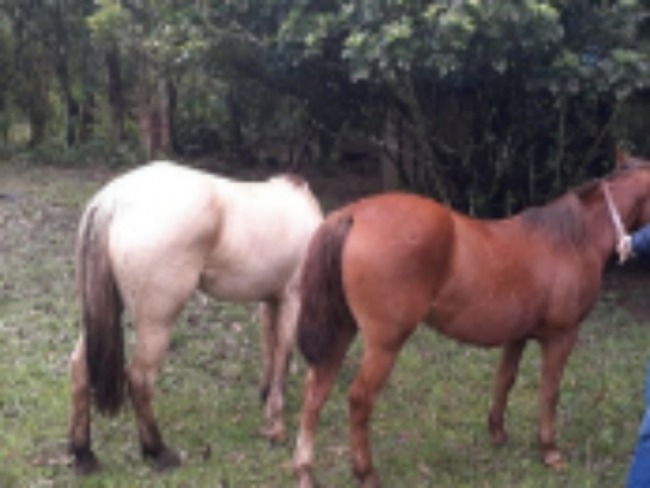 Brigada Militar de Gravata prende homem e recupera cavalos furtados em Taquara