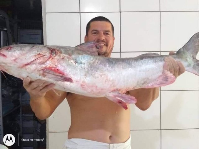 Bagre de 22kg  registrado por pescador de Imb 