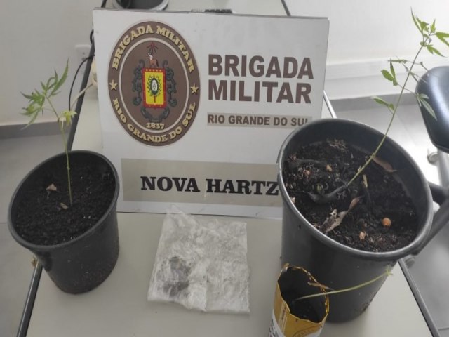 BM de Nova Hartz apreende plantas de maconha