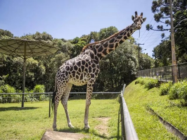 Girafa mais velha do Brasil completa 32 anos neste sbado