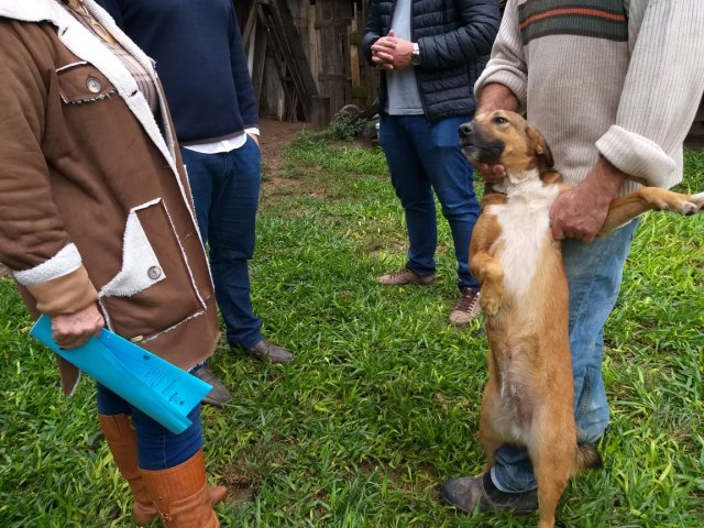 Prefeitura de Taquara ir castrar animais da ONG VidAnimal