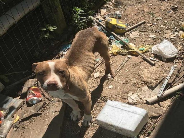 Cachorro é encontrado em situação de maus-tratos em Parobé