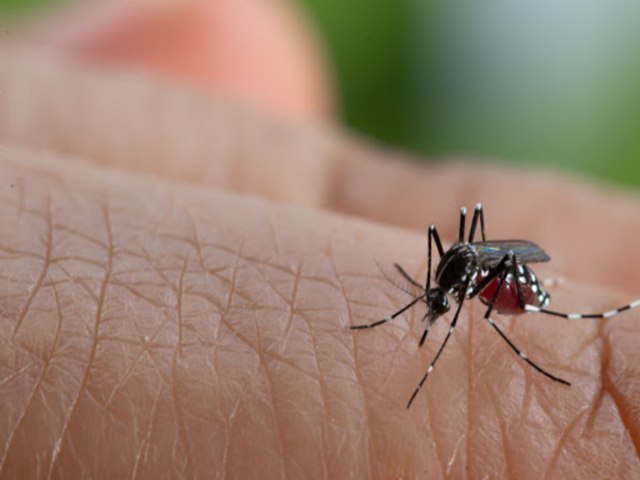 Prefeitura de Parobé pulverizará inseticida para reduzir risco de transmissão da dengue