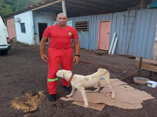 Fiscalização resgata cão em estado de desnutrição e maus tratos em Riozinho 