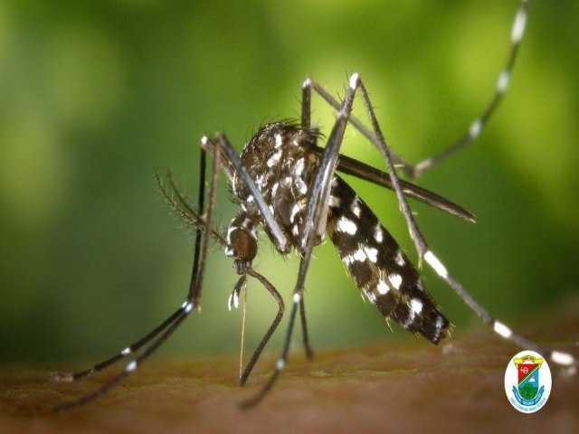 Estratgia inovadora no monitoramento doAedes aegypti chega a Trs Coroas
