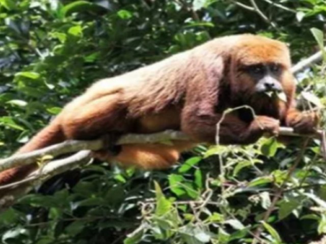 RS confirma morte de cinco macacos e faz alerta para a circulao da Febre Amarela
