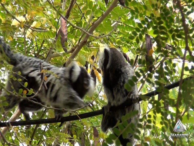 Ocorrncia de queimadas em Araripina nos meses mais quentes do ano