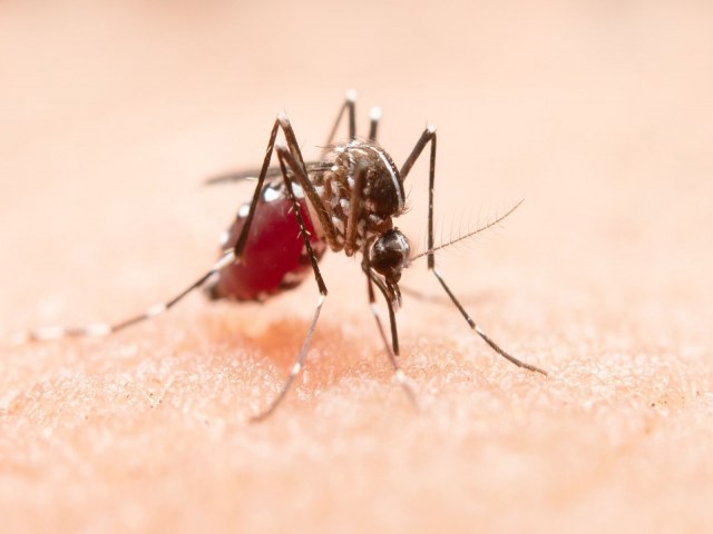 Com os casos de dengue em alta no Estado, setores econmicos podem perder R$ 84,5 milhes at o fim deste ano