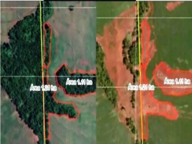 Donos de terras so autuados por desmatar quase 5 hectares de mata em Quarto Centenrio