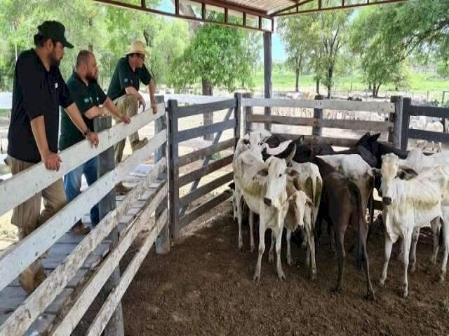 Iagro encontra no Paraguai 230 cabeas de gado avaliadas em R$ 1 milho Gado foi roubado no incio do ms de novembro em fazenda de Mato Grosso do Sul Publicado em: 16/12/2022 | CAMPO GRANDE NEWS
