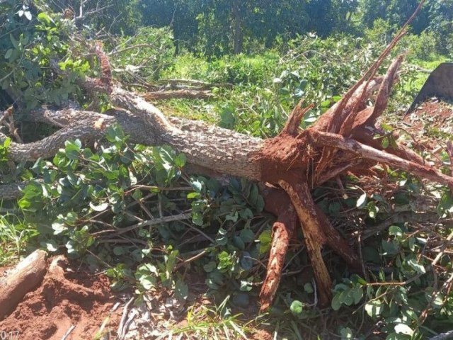 CRIME AMBIENTAL Idoso  multado por derrubada e explorao ilegal de madeira 25 fevereiro 2023 - Por Redao