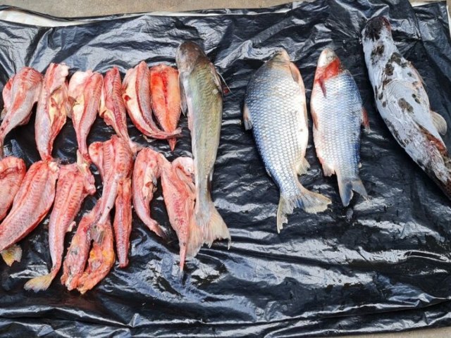 NAVIRA Pescadores so multadas por transporte irregular de peixes na BR-487 21 maro 2023 - Por Redao