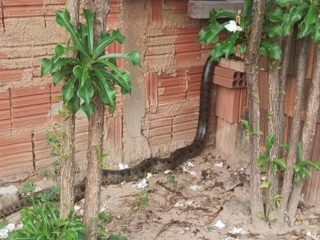 REGIO Jararacuu-do-brejo de 2 metros  encontrada em cano dentro de residncia 22 maro 2023 - Por Da Redao