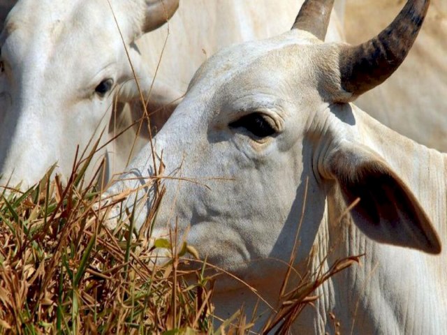 China libera importao de estoques de carne bovina do Brasil antes de mal da vaca louca A autorizao foi feita pelo Departamento de Alfndegas da China (Gacc) e comunicada pelo Ministrio da Agricultura.a Publicado em: 28/04/2023 | MIDIAMAX/AGNCIA