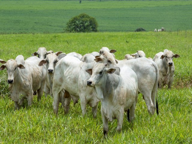 Febre Aftosa: 73 milhes de bovinos e bubalinos devem ser vacinados na primeira etapa da campanha Publicado em: 02/05/2023 | DOURADOS AGORA/REDAO
