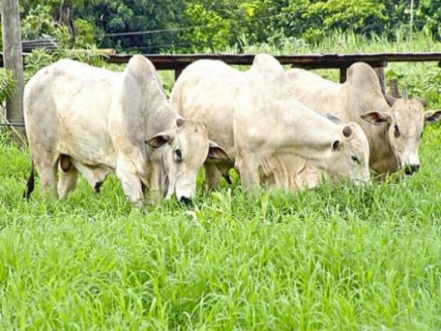 COTAO Dourados registra queda nos preos dos gros e da carne bovina 01 agosto 2023 -  Por Dourados News