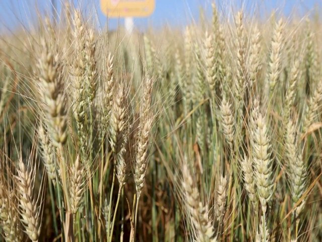 Novas cultivares podem tornar MS grande produtor nacional de trigo Embrapa-Dourados testa, j em fase de validao, 17 novas cultivares do cereal adaptadas para o MS Publicado em: 26/08/2023 | NOVANEWS/CAMPO GRANDE NEWS