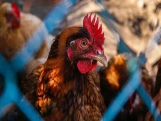 DEFESA AGROPECURIA MS registra primeiro foco de gripe aviria em animal de criao 18 setembro 2023 -  Por Canal Rural