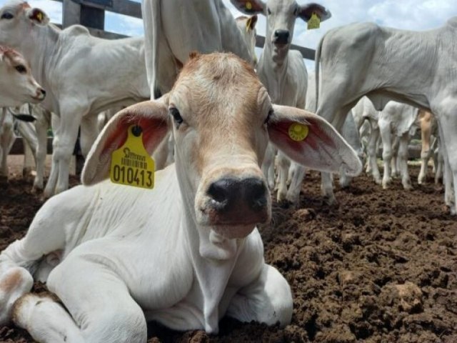 COTAO Dourados fecha a quinta-feira com preos da carne bovina elevados 28 setembro 2023 -   Por Jhonatan Xavier